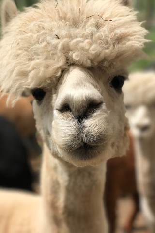 Leanna Llama expanding Llama Landscaping Services