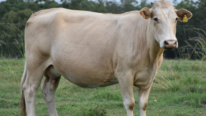 The opening image for this article is a picture of a strong, healthy cow standing in a field.