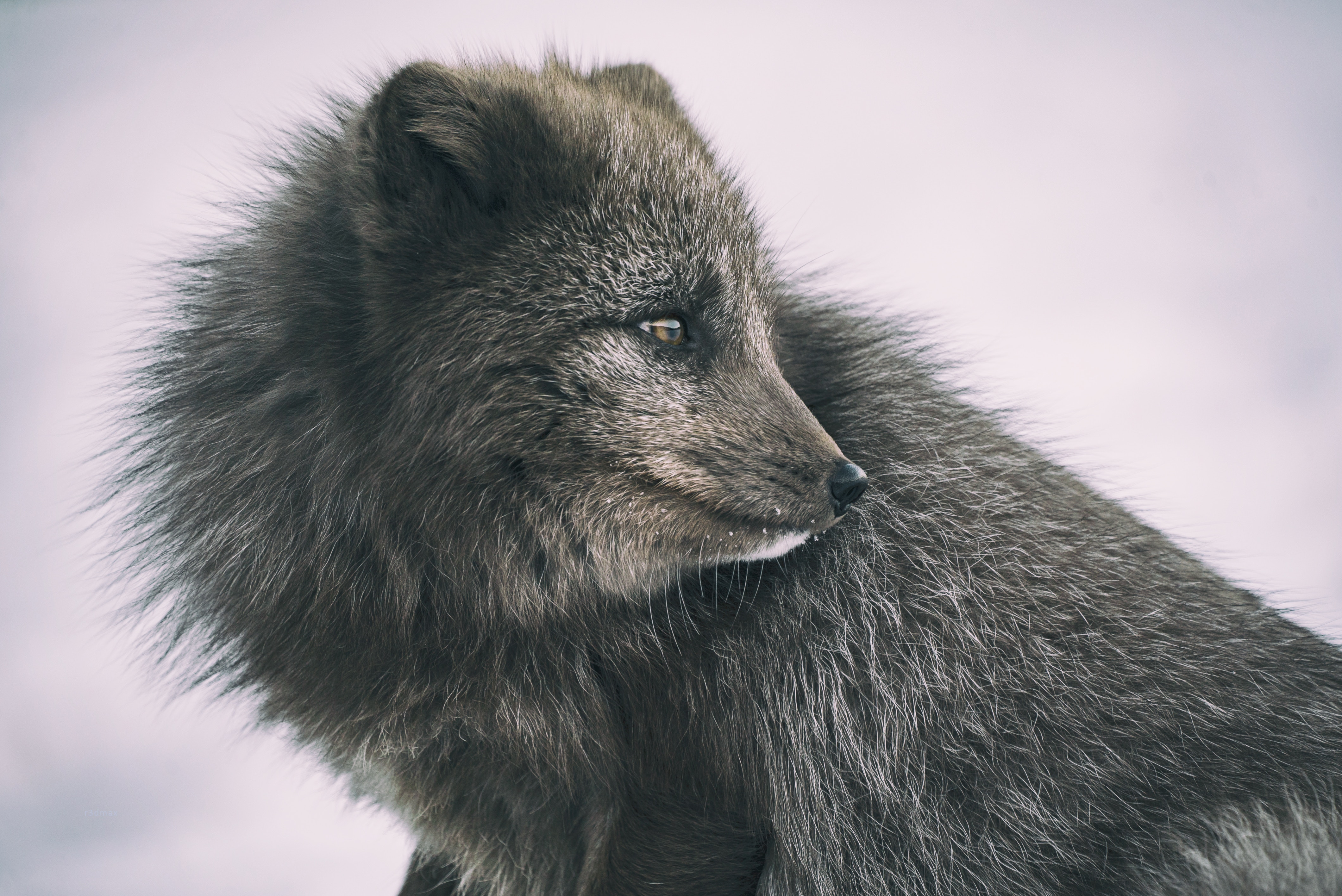 Picture of a majestic fox among tall green grass. Downloaded from Unsplash. Photo by Nathan Anderson.