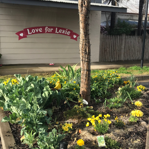 A garden planted in honour of Lexie, with yellow flowers