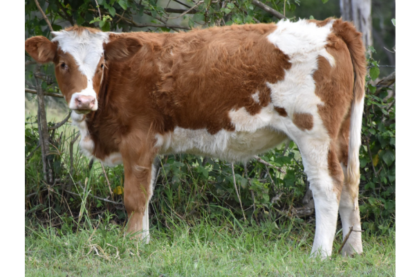 An adorable brown and white calf stands in a field next to some foliage, looking straight at the camera.